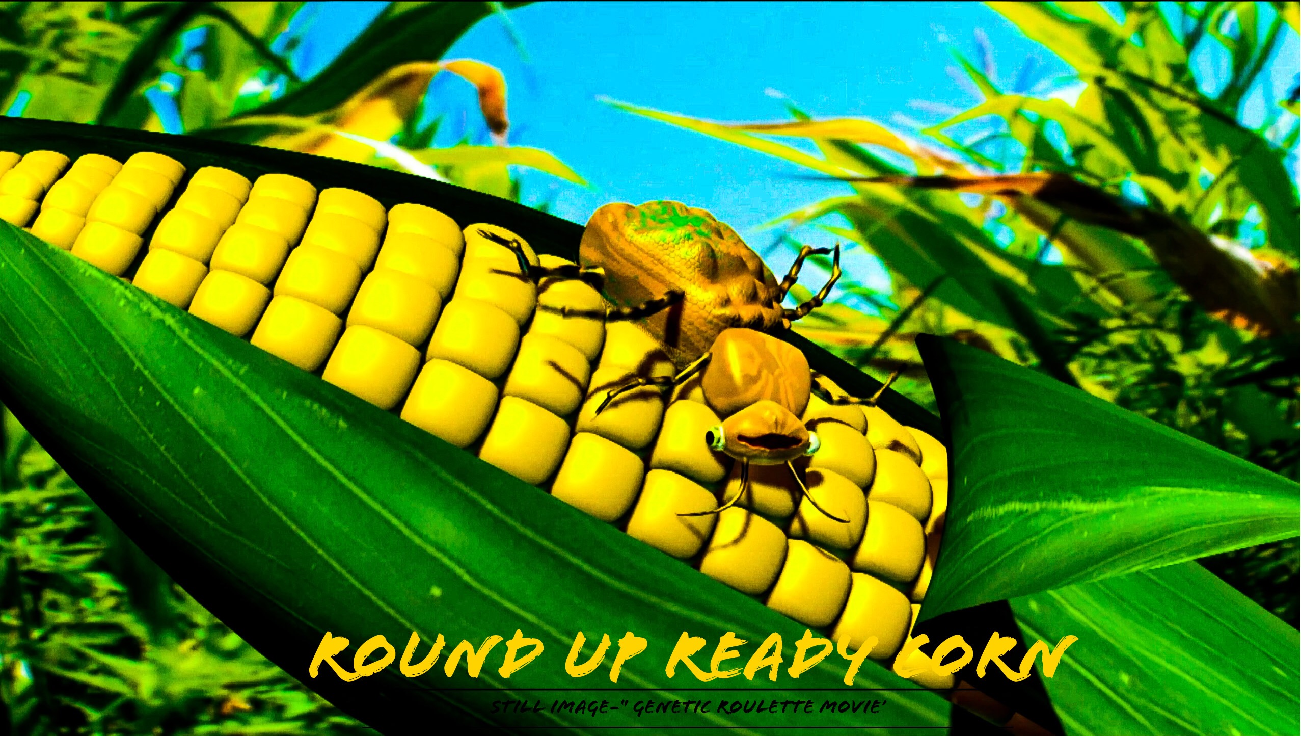 AVOID ALL US  CORN PRODUCTS- GLYPHOSATE POISONING